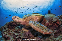 Green Turtle by James Emery 